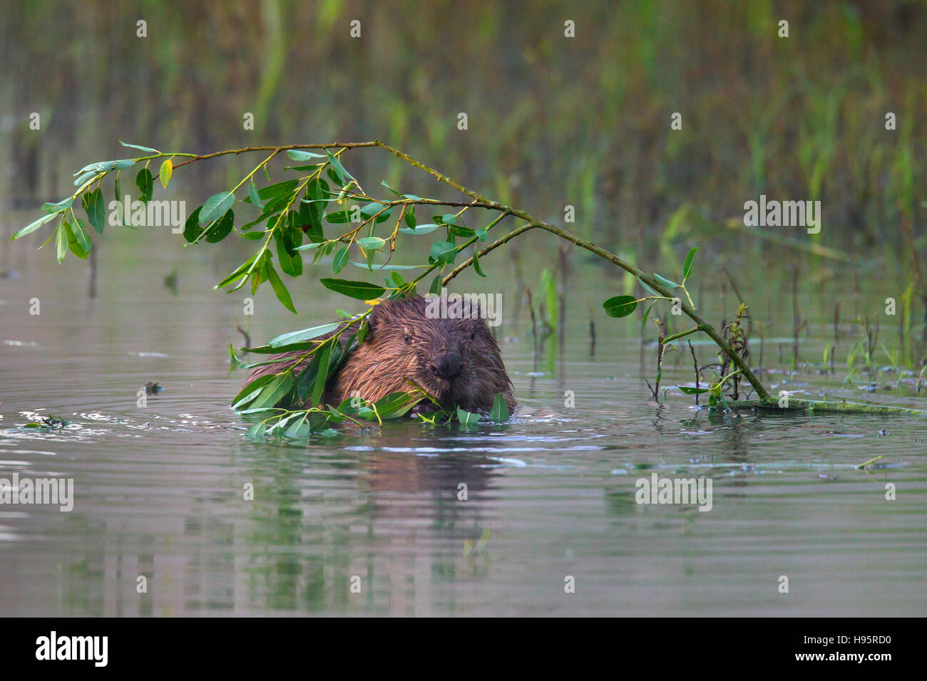 Eurasische Biber / europäische Biber (Castor Fiber) im Teich knabbert an Weide Blätter Stockfoto