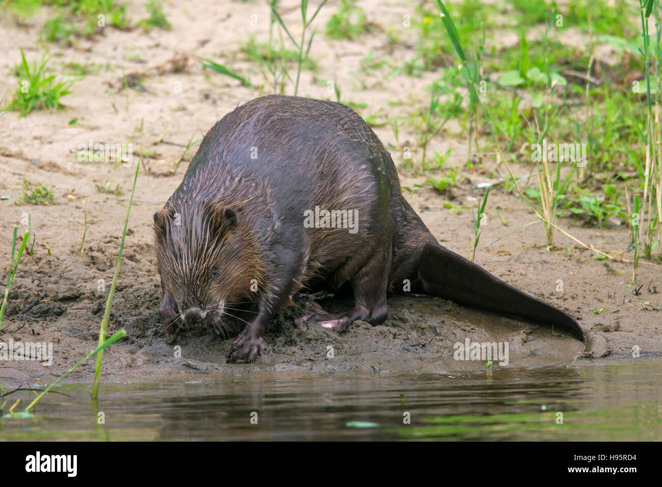 Eurasische Biber / europäische Biber (Castor Fiber) auf Nahrungssuche Flussufer entlang Stockfoto