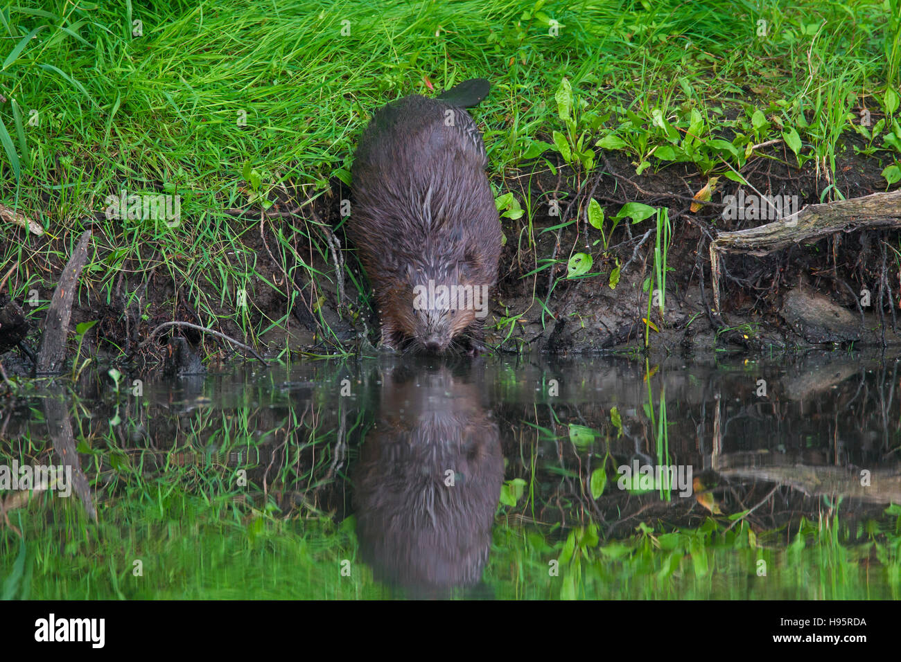 Eurasische Biber / europäische Biber (Castor Fiber) am Flussufer Eingabe Wasser Stockfoto