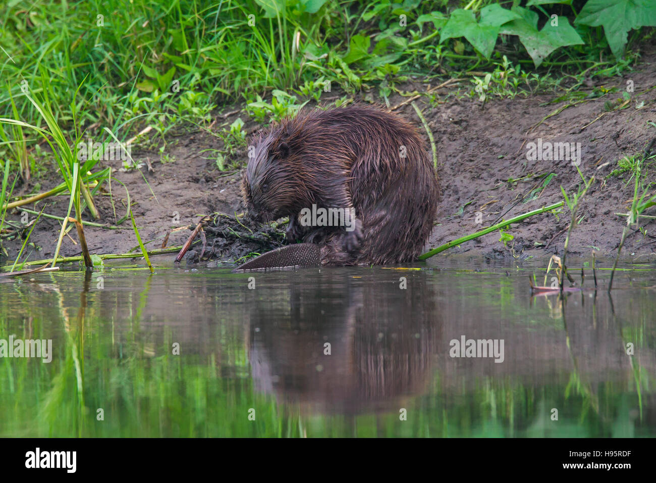 Eurasische Biber / europäische Biber (Castor Fiber) Pflege nasses Fell am Ufer Stockfoto