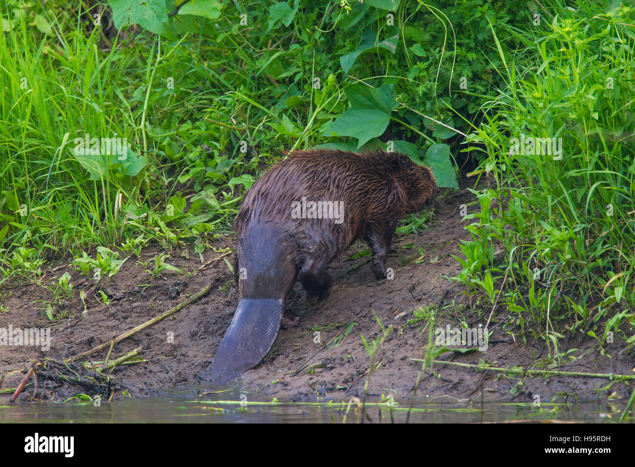 Eurasische Biber / europäische Biber (Castor Fiber) Wasser und zeigt seine breite, schuppige Rute am Teich-Ufer Stockfoto