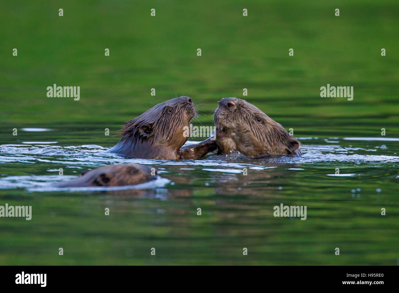 Eurasische Biber / europäische Biber (Castor Fiber) Gruß Familienmitglieder beim Schwimmen im Teich Stockfoto