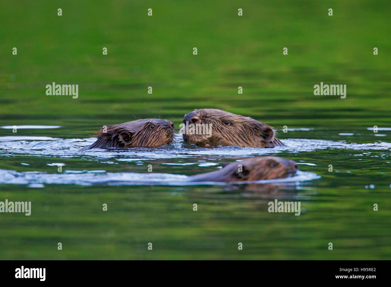 Eurasische Biber / europäische Biber (Castor Fiber) Gruß Familienmitglieder beim Schwimmen im Teich Stockfoto