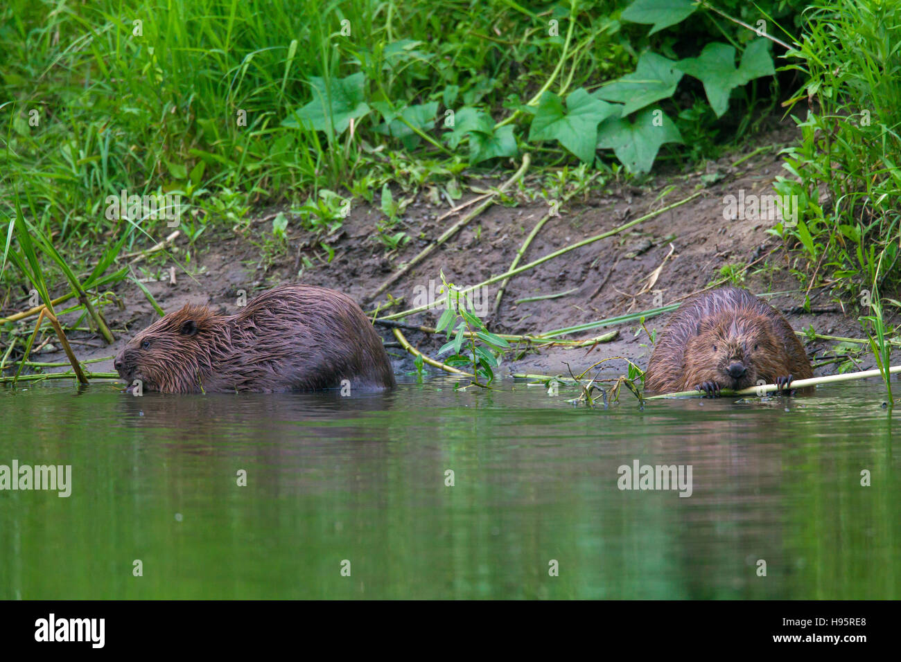 Zwei Eurasische Biber / europäische Biber (Castor Fiber) knabbert an Anlage ergibt sich im Teich Stockfoto