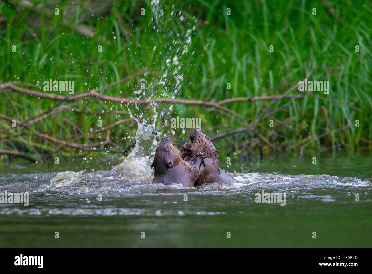 Zwei Eurasische Biber / europäische Biber (Castor Fiber) Kämpfe im Teich Stockfoto