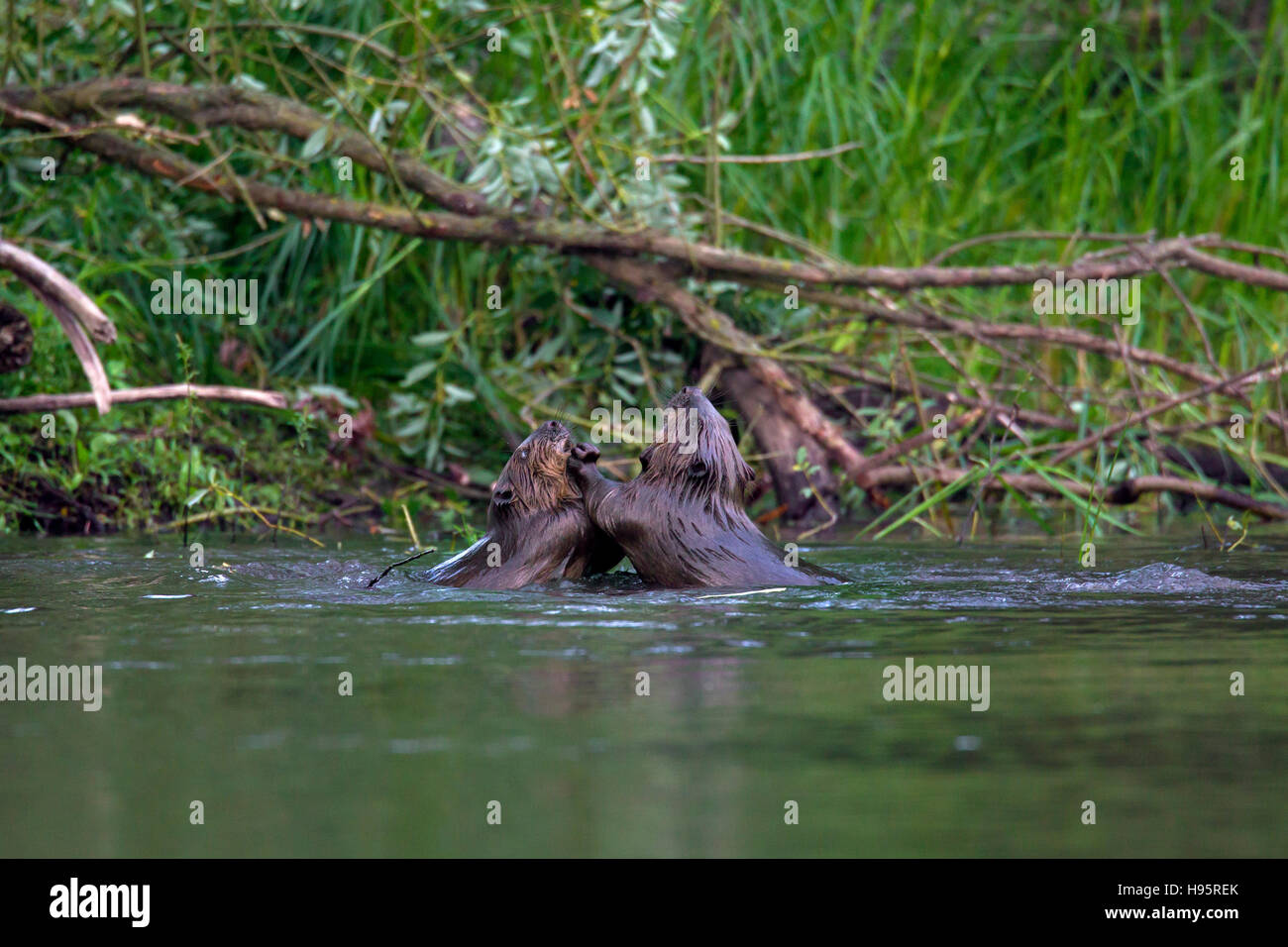 Zwei Eurasische Biber / europäische Biber (Castor Fiber) Kämpfe im Teich Stockfoto