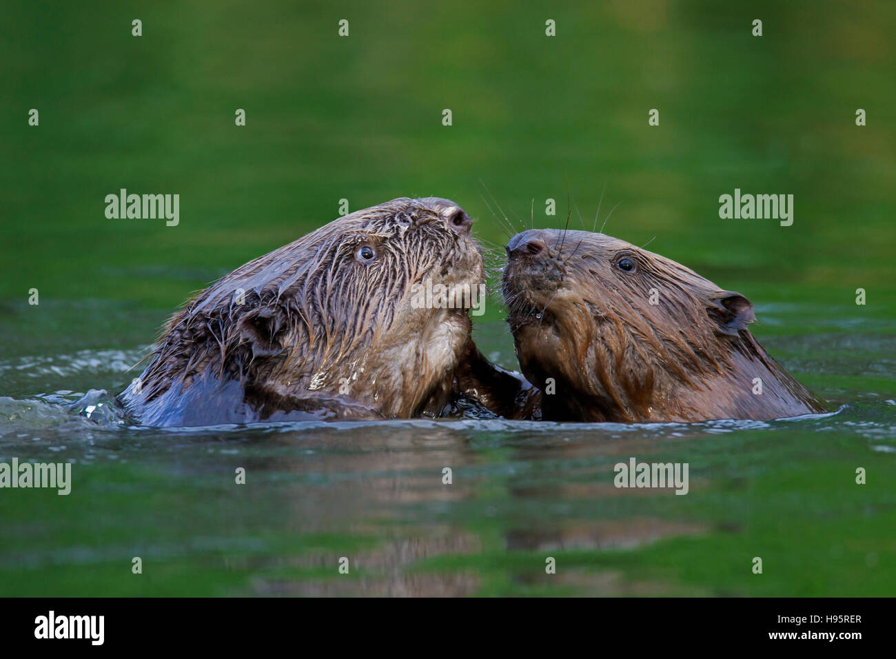 Nahaufnahme von zwei Eurasische Biber / europäische Biber (Castor Fiber) kämpfen beim Schwimmen im Teich Stockfoto