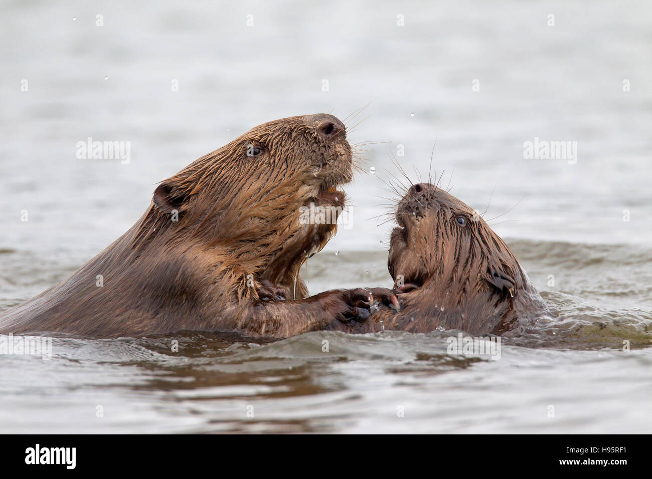 Nahaufnahme von zwei Eurasische Biber / europäische Biber (Castor Fiber) kämpfen beim Schwimmen im Teich Stockfoto