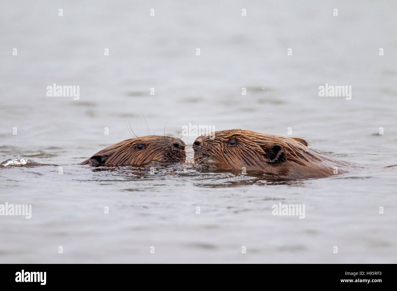 Nahaufnahme von zwei Eurasische Biber / europäische Biber (Castor Fiber) Erwachsenen und Jugendlichen Gruß beim Schwimmen im Teich Stockfoto