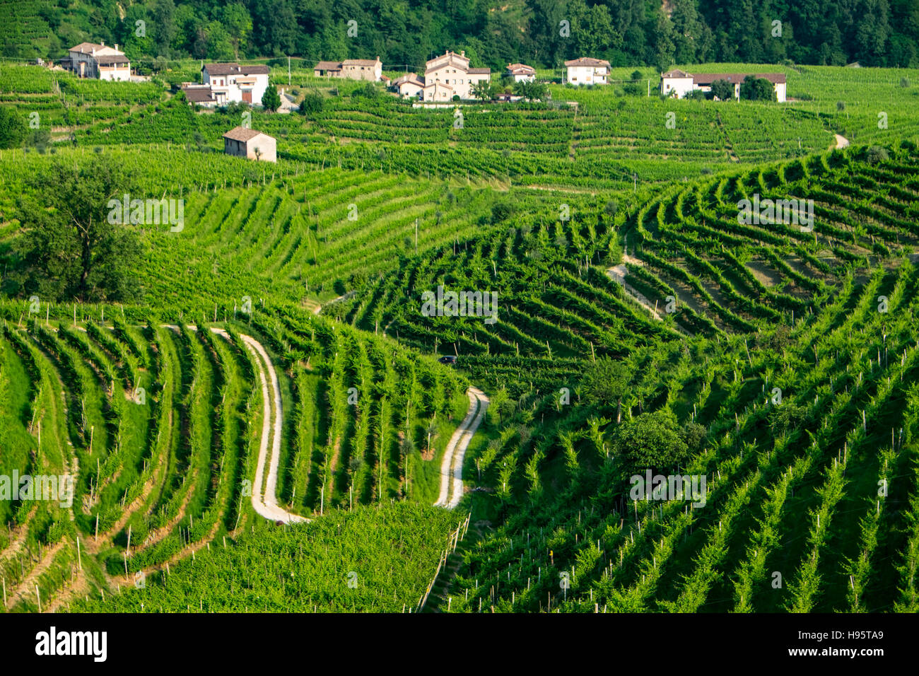 Weinberge in der Nähe von Valdobbiadene Stockfoto