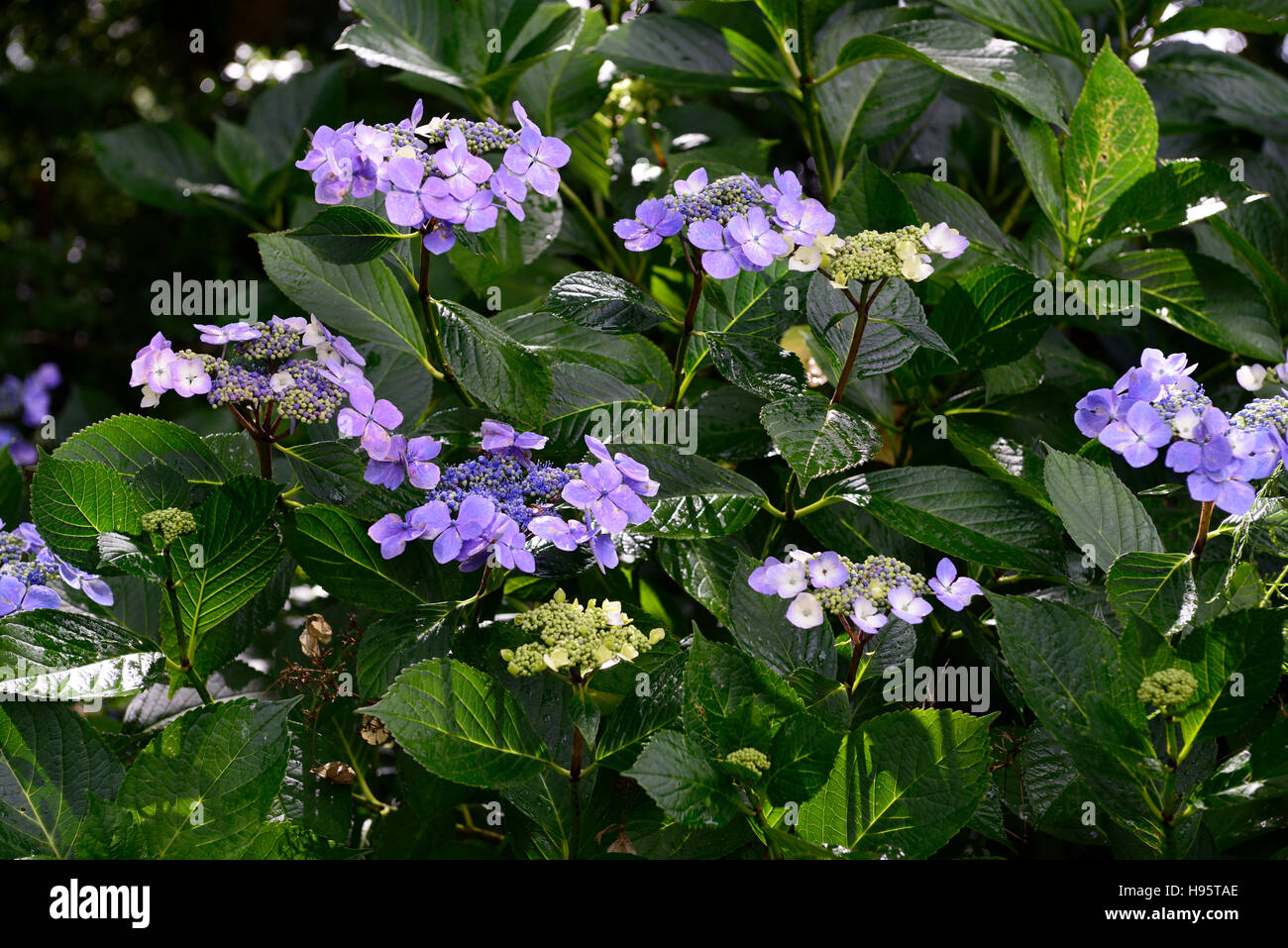 Hydrangea Macrophylla Lacecap blaue Blumen Mophead Mopheaded sommergrüne Sträucher blühen blühenden lila Blume RM Floral Stockfoto