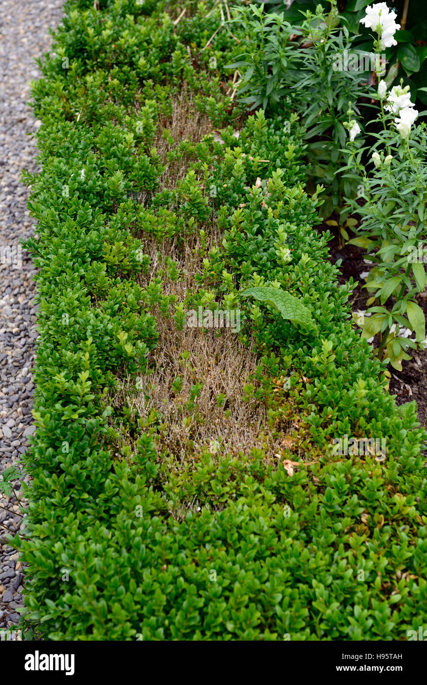 Box und Knollenfäule Buxus box Hecke Schaden beschädigt immergrüne Sträucher Hecken hedging problematisch Gartenarbeit Krankheiten entstellte problem Stockfoto