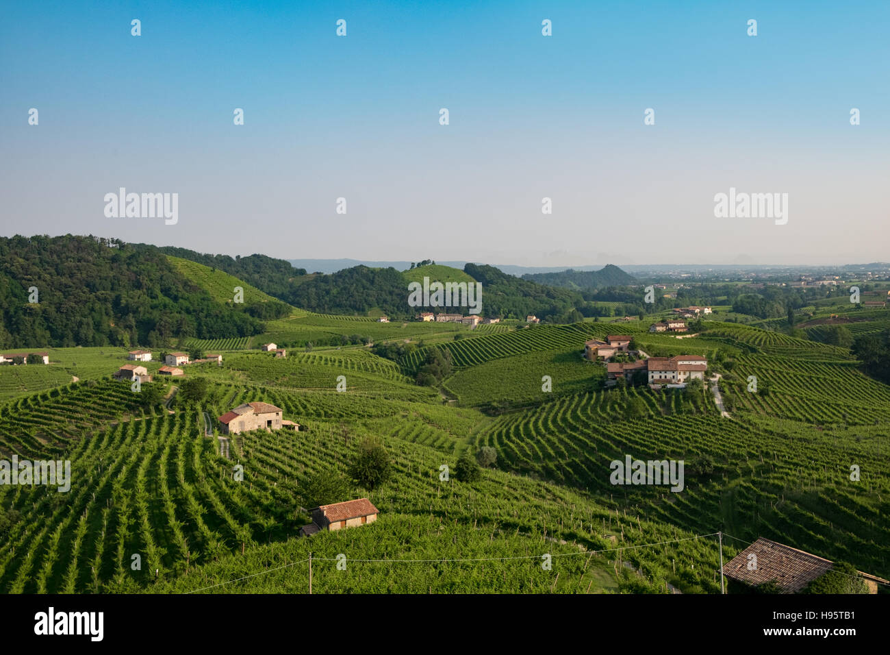 Weinberge in der Nähe von Valdobbiadene Stockfoto