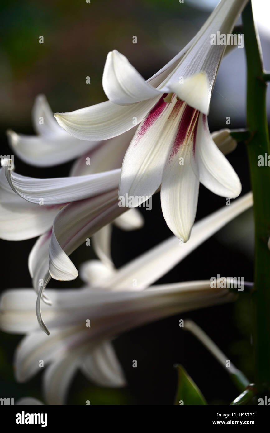 Cardiocrinum giganteum Fotos und Bildmaterial in hoher Auflösung Alamy