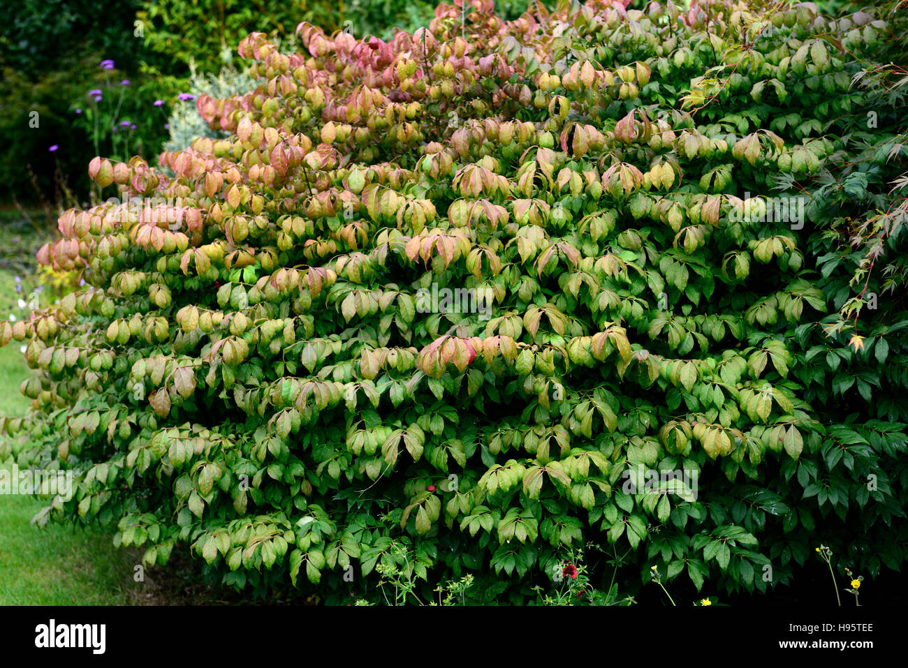 Euonymus Alatus verlässt Laub Änderung wechselnde Farbe Farbe Spätsommer Anfang Herbst attraktive Strauch Sträucher RM Floral Stockfoto
