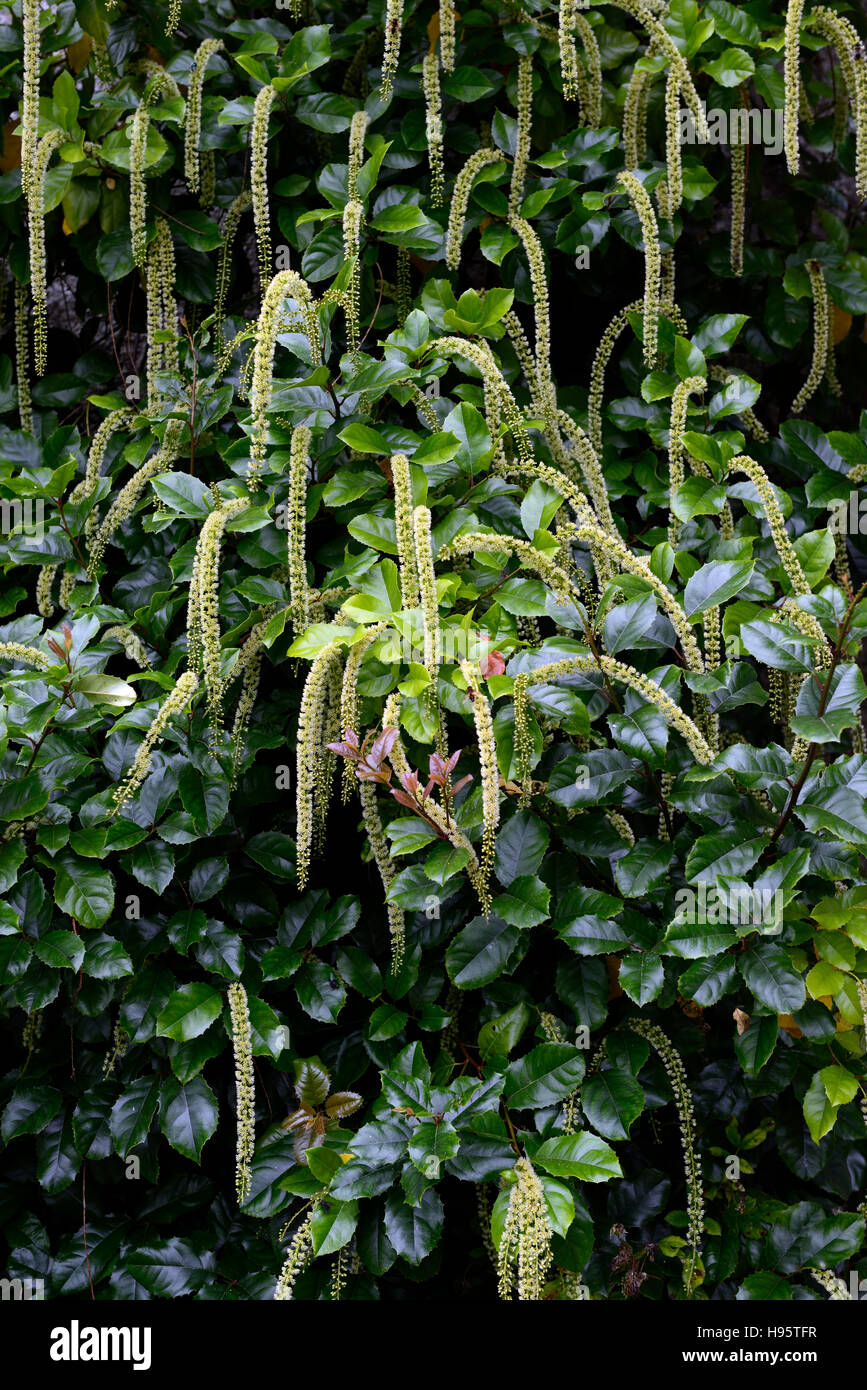 Itea Illicifolia Holly-leaved süße Turmspitze Creme Blumen Blume Blüte Trauben immergrüner Strauch Sträucher RM Floral Stockfoto