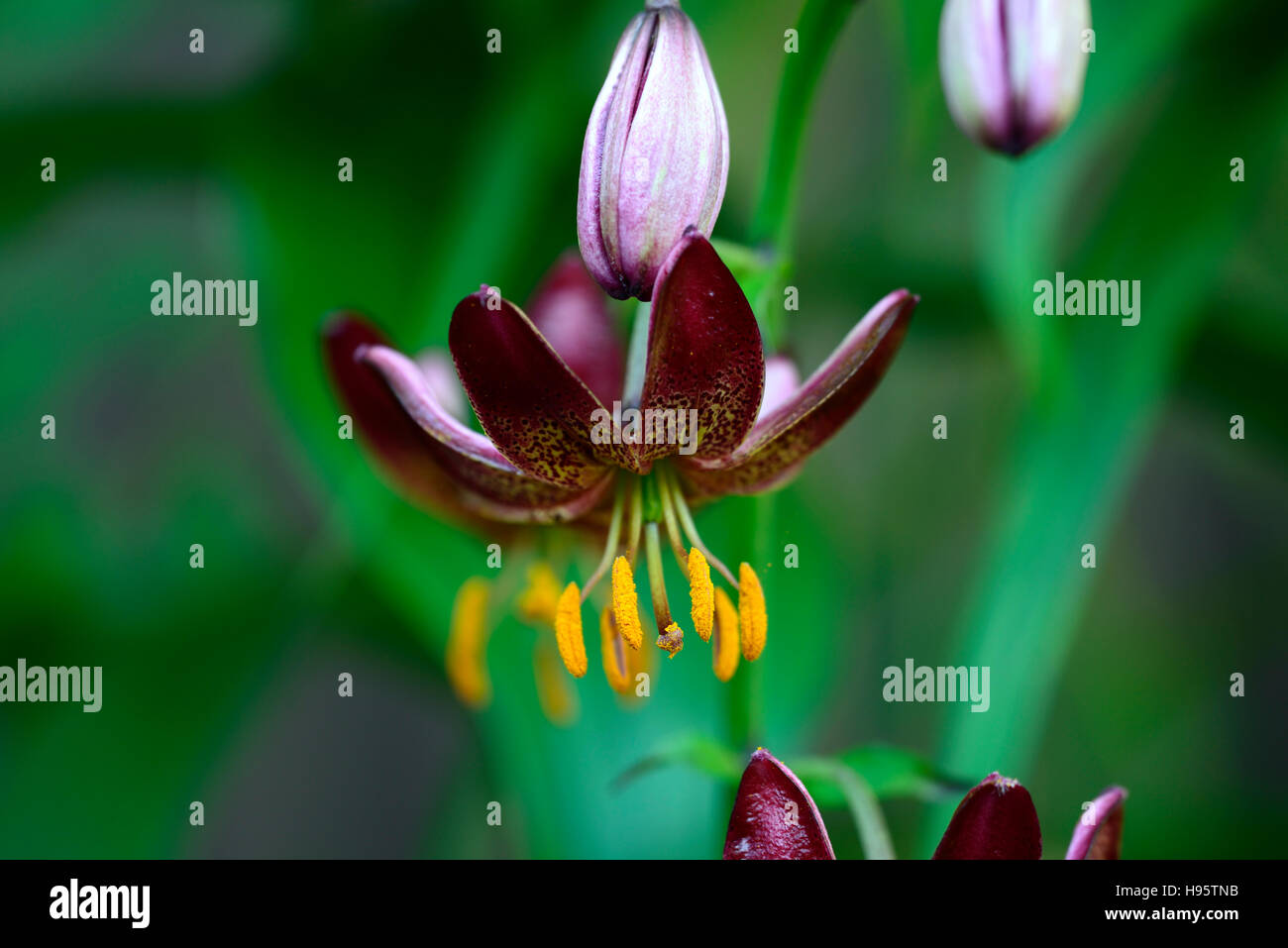 Lilium Martagon Manitoba Morgen Lilie Lilien Red spotted gefleckt Blume Blumen mehrjährig Schatten schattige Türken Kappe RM Floral Stockfoto