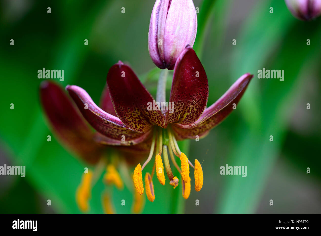 Lilium Martagon Manitoba Morgen Lilie Lilien Red spotted gefleckt Blume Blumen mehrjährig Schatten schattige Türken Kappe RM Floral Stockfoto