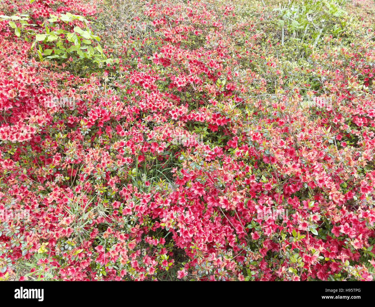 Abstrakte Blatt Hintergrund rote rosa Blüten Blätter Stengel tropischen Stockfoto