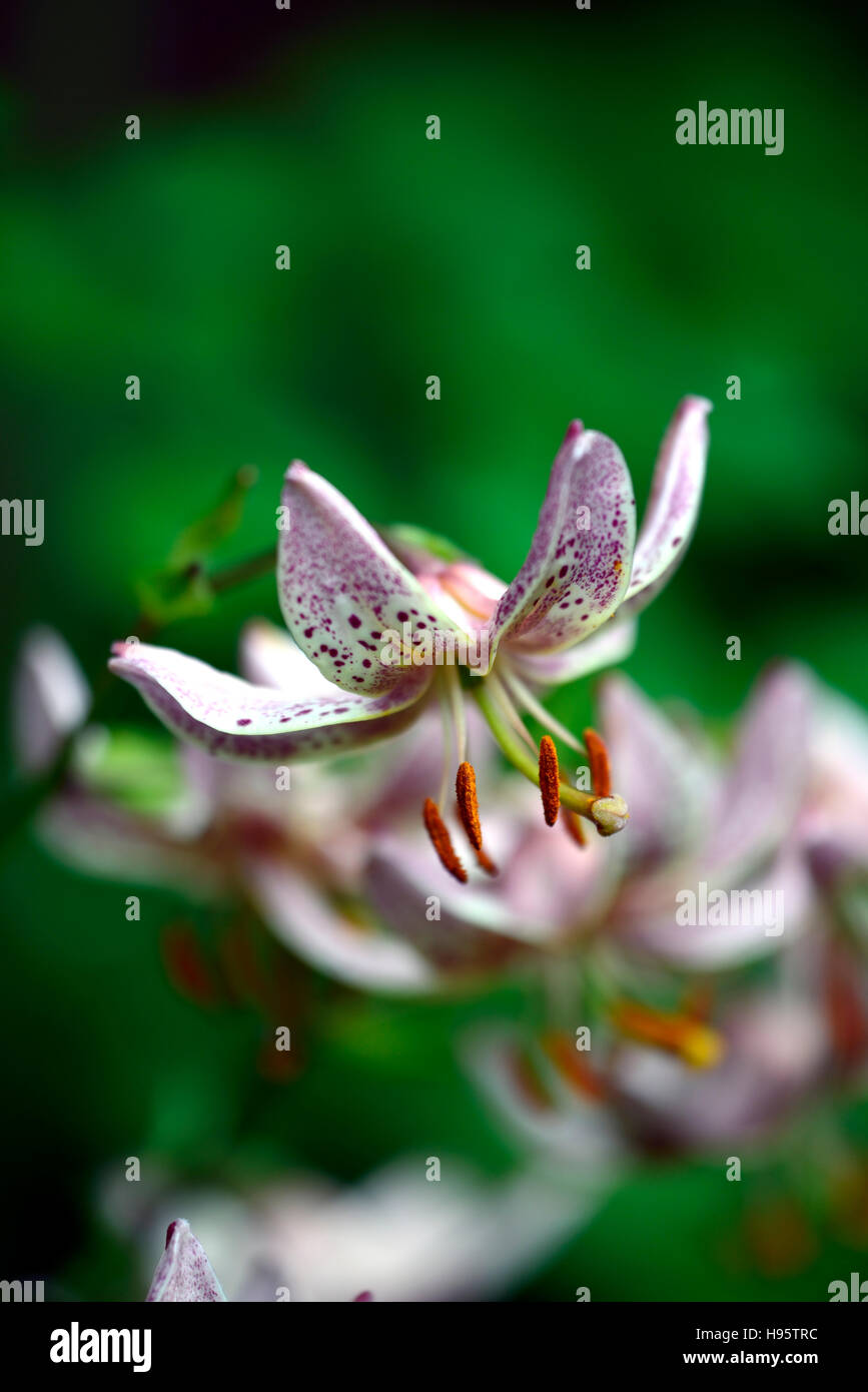 Lilium Martagon rosa Morgen Lilie Lilien rosa gesprenkelt Blume Blumen ewigen Sommer entdeckt Schatten schattige Türken Kappe RM Floral Stockfoto