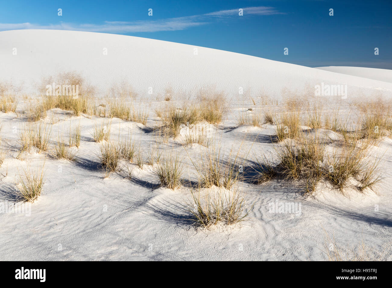 Grass Klumpen und weiß, in der Nähe von Gips Sanddünen in der Abendsonne am White Sands National Monument Alamogordo, New Mexico, USA Stockfoto