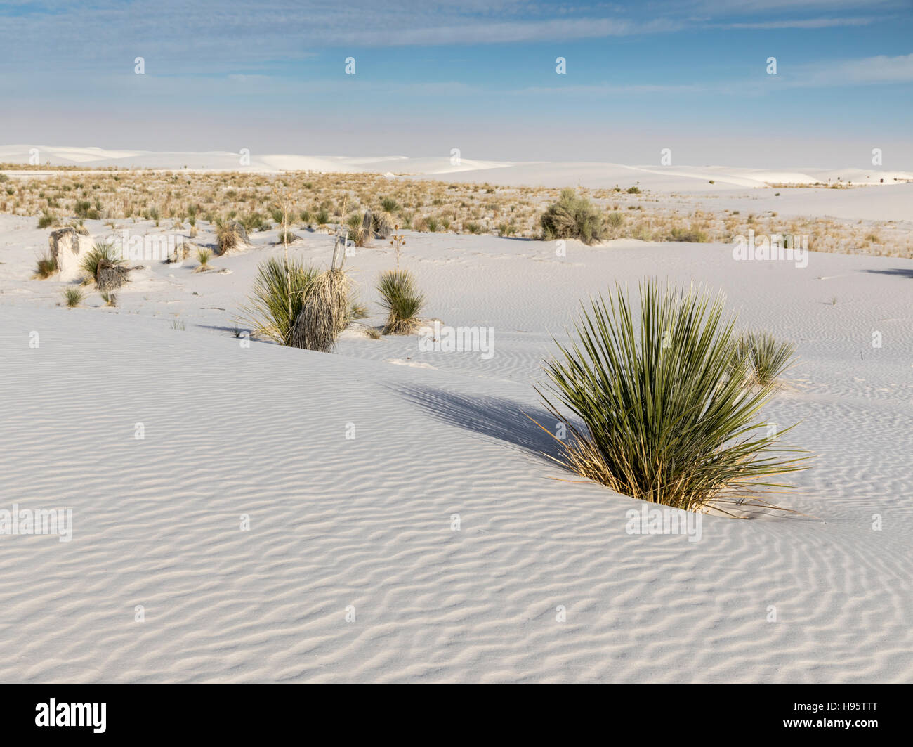 Sanddünen und Yucca-Pflanzen im White Sands National Monument in der Nähe von Alamogordo, New Mexico, USA Stockfoto