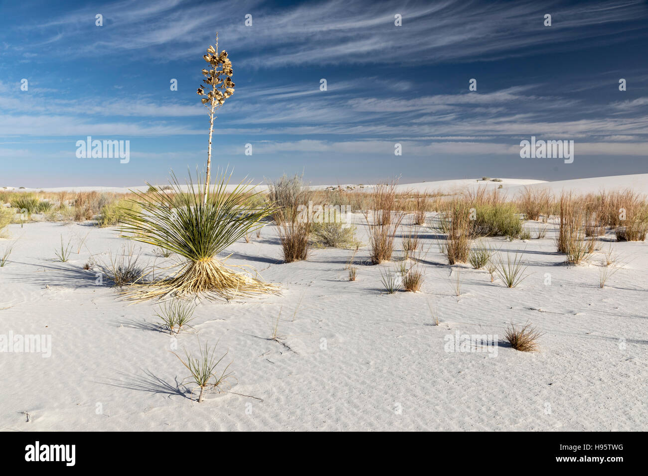 Sanddünen und Yucca-Pflanzen im White Sands National Monument in der Nähe von Alamogordo, New Mexico, USA Stockfoto