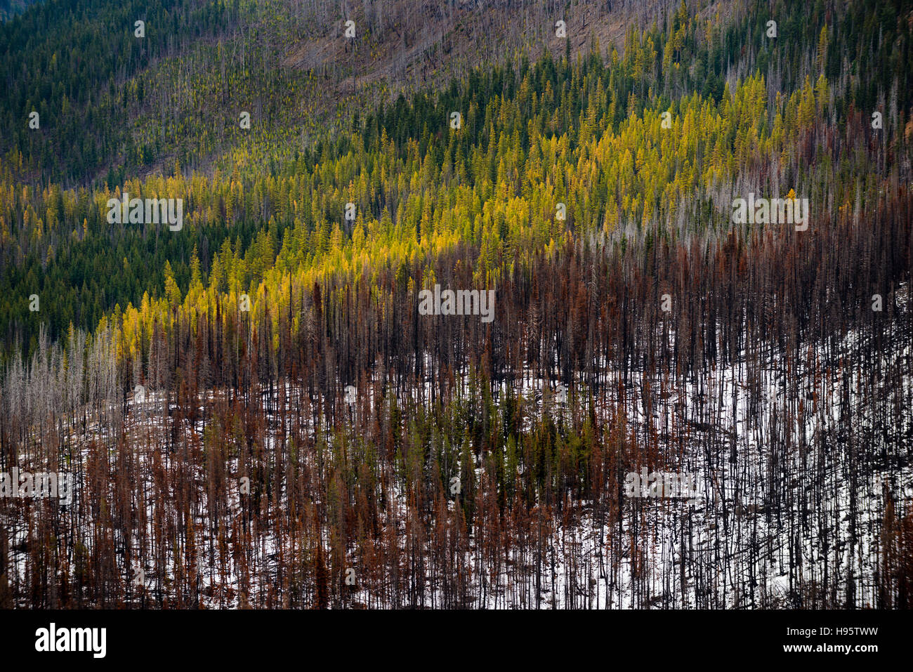 Erdbeere Bergwildnis Malheur National Forest, Oregon Stockfoto