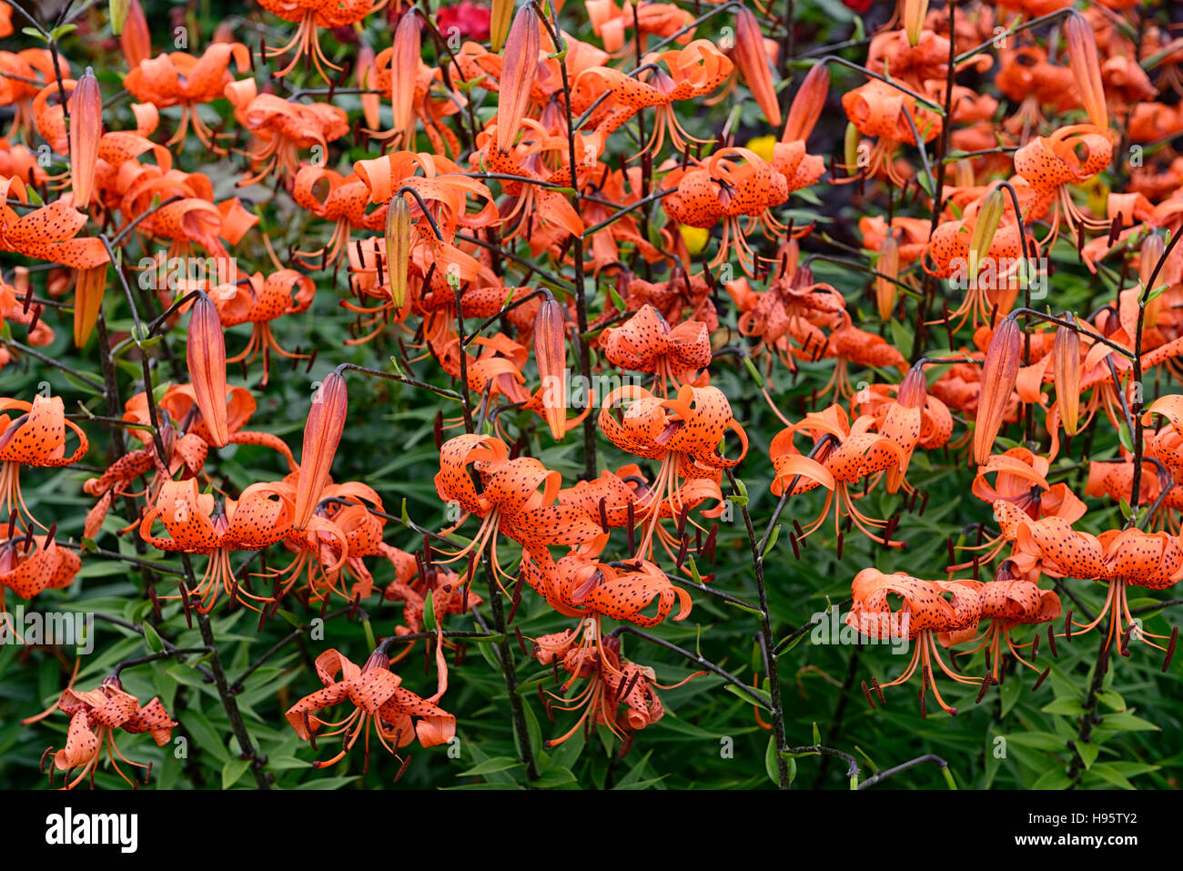 Tiger lily lilium lancifolium splendens Fotos und Bildmaterial in