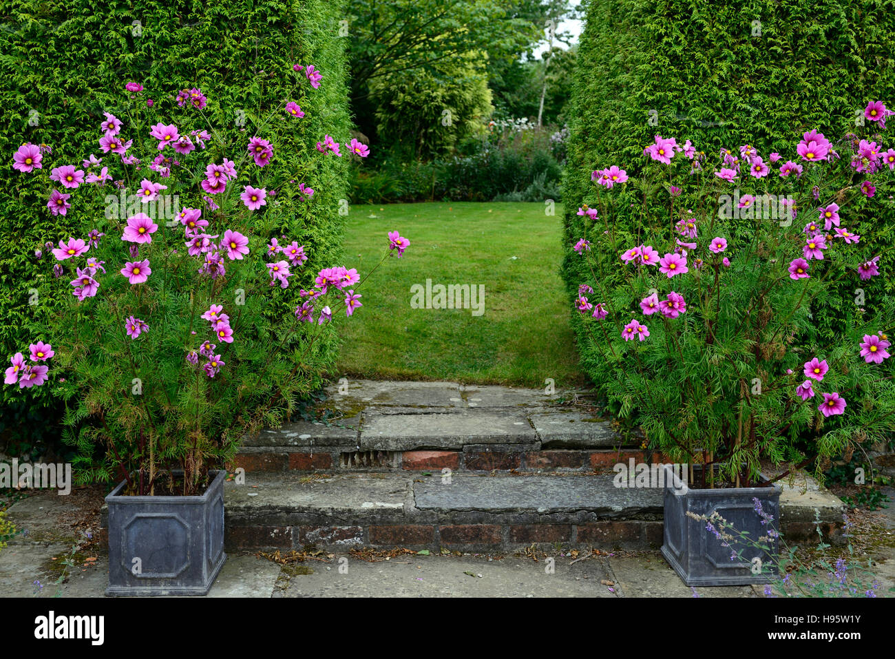 lila Kosmos Blumen Blüte Pflanzgefäße Töpfe Display zeigt Garten Eingang Schwerpunkt zeichnen RM Floral Stockfoto