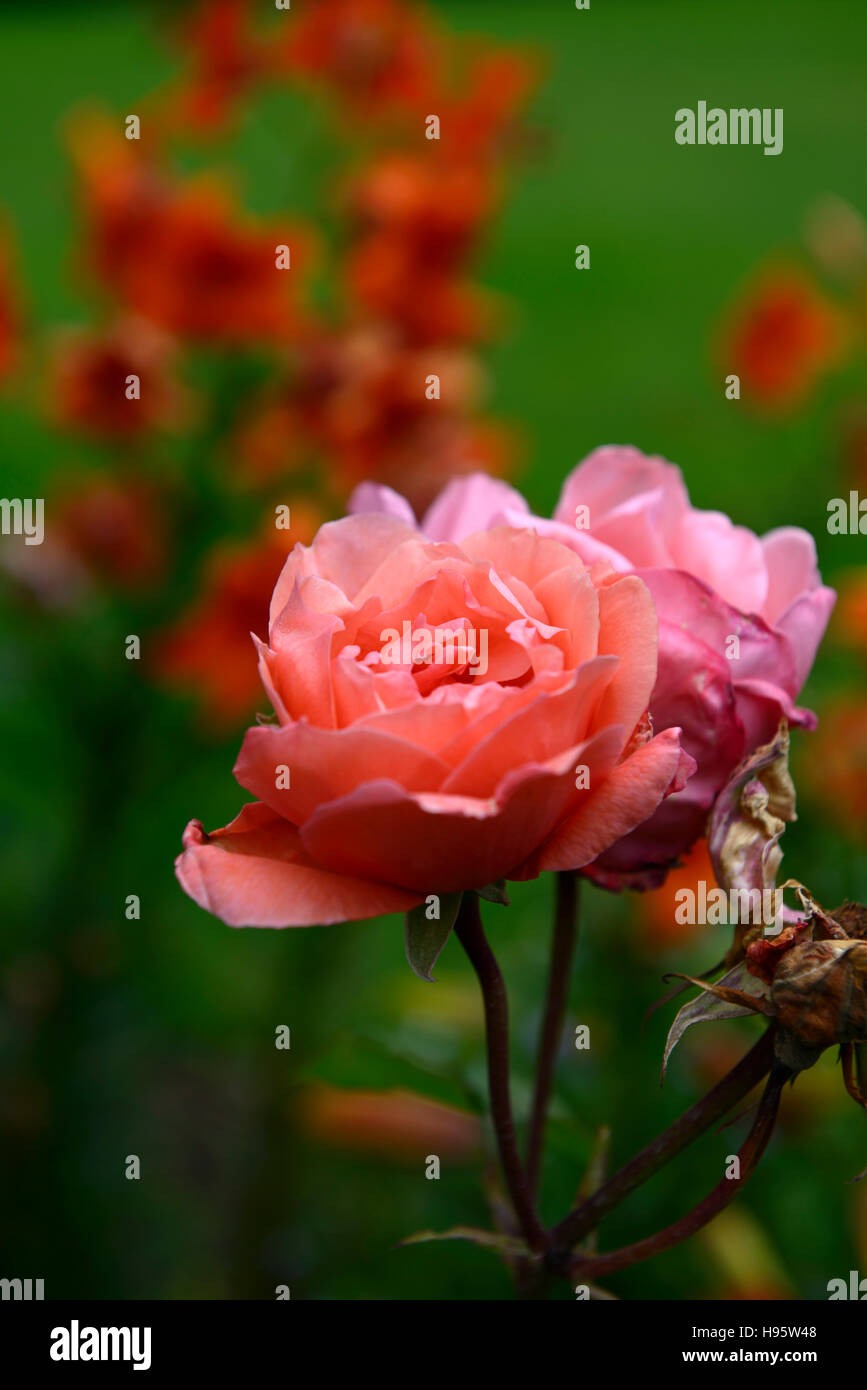 Rosa duftenden Wolke Hybrid Teerose gefüllte rosa Blüte Blumen Blüte mehrjährige RM Floral Stockfoto