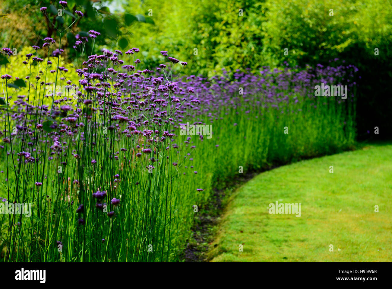 Verbena Bonariensis drift Linie Kurve gebogen Bett Grenze lila Blume Blumen Blüte Display-Design RM Floral Stockfoto