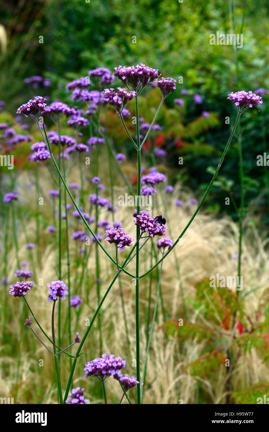 Verbena Bonariensis Stipa Tenuissima hoch beständigen lila Blume Blumen Rasen Gräser gemischte Pflanzung Prärie-Stil RM Floral Stockfoto