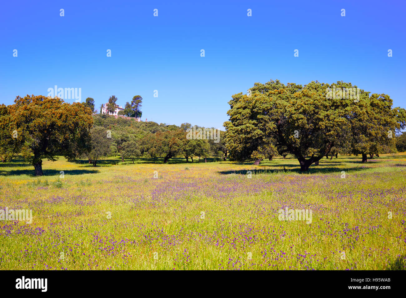 Dehesa Grünland durch via De La Plata Weg von Spanien in Andalusien Stockfoto
