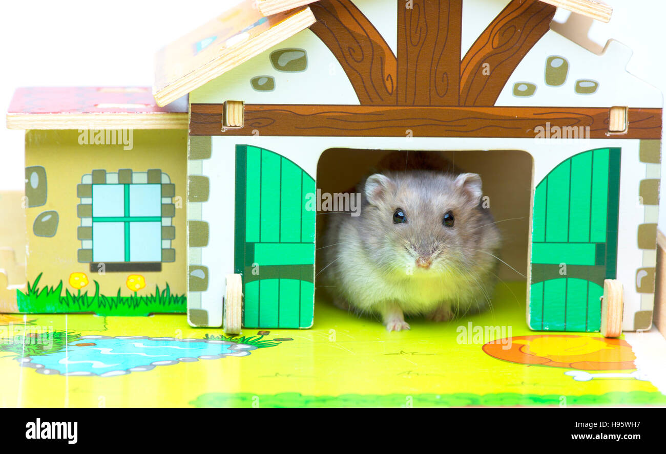 Hamster in der Spielzeug-Haus. MIni-Bauernhof Stockfoto