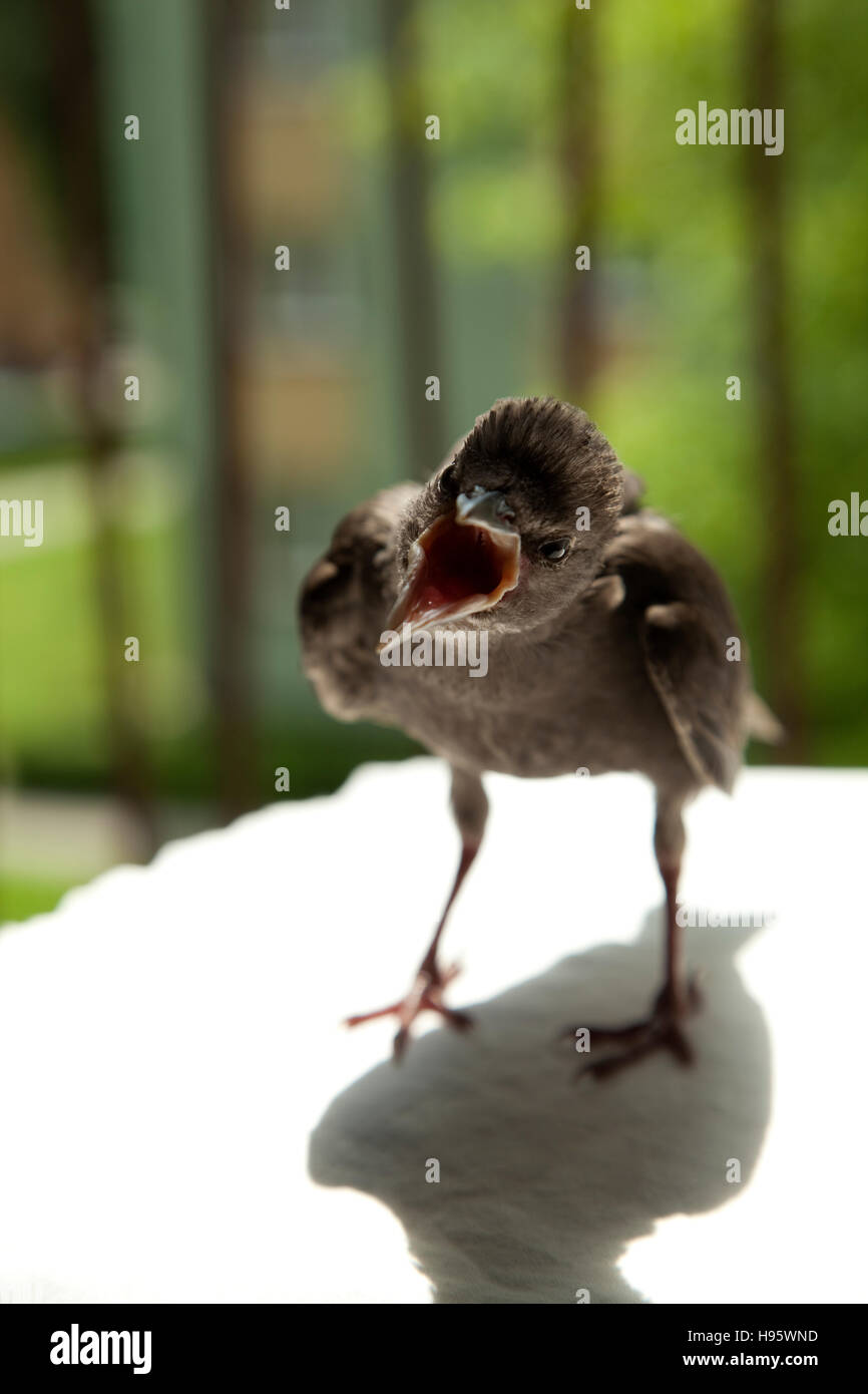 junge Starling steht auf Hocker und wärmt sich Stockfoto