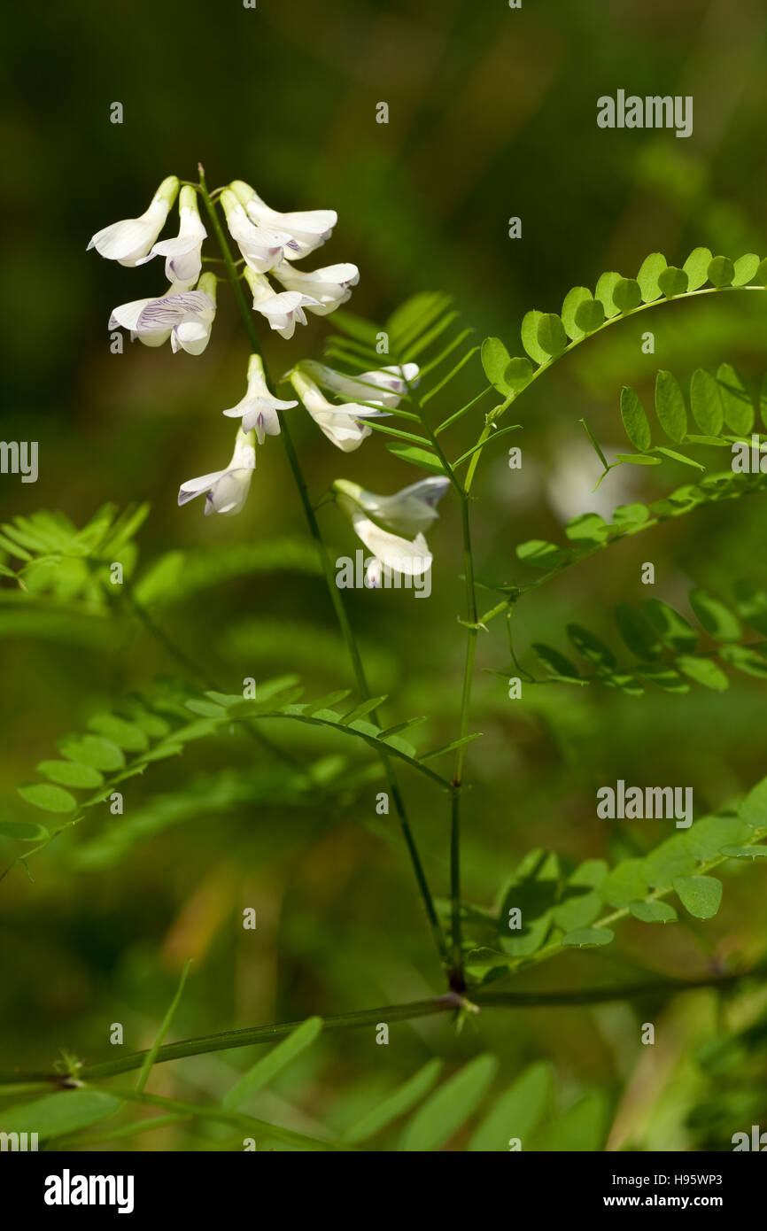 Blütenstand der Wicke (Vicia Sylvatica) auf unscharfen Hintergrund Stockfoto