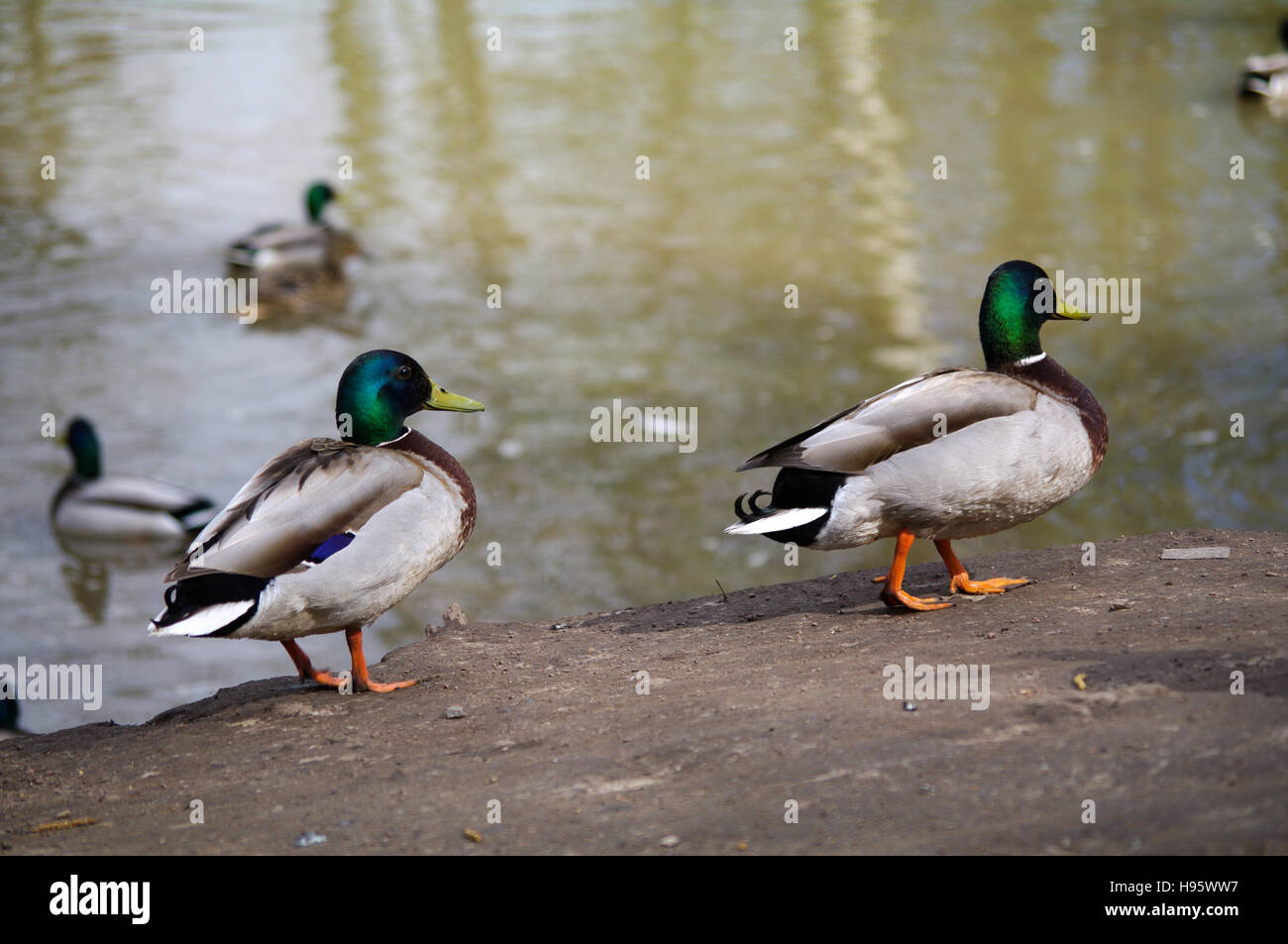 Stockente Enten Spaziergänge am Ufer des Teiches und Schwimmen im Teich