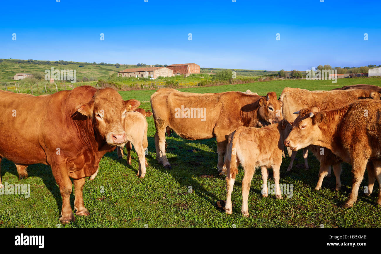 Kuh Rind in Extremadura Spanien unterwegs Via De La Plata Stockfoto