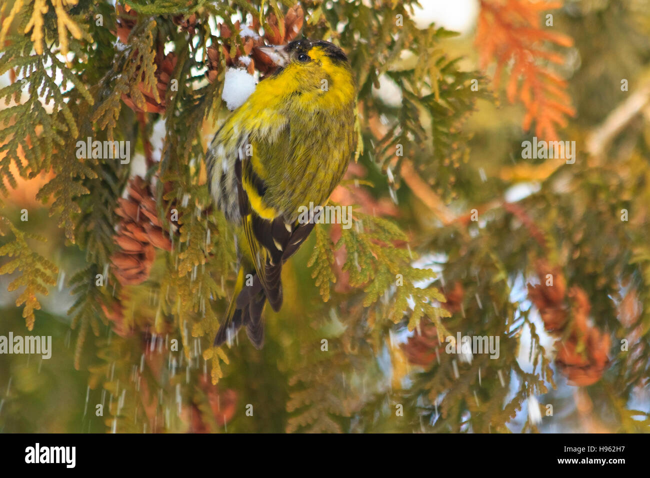 Eurasische Zeisig sitzt auf einem schneebedeckten Zweigen Schulentlassungsfeier, Waldvögel, Vögel im Waldvögel auf Tanne, Winter, Schnee Stockfoto