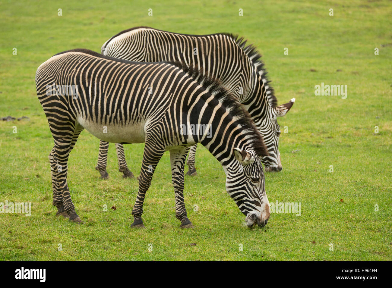 Paar von Zebras, die Fütterung auf üppigen Rasen im Marwell Zoological Park in Hampshire, England Stockfoto