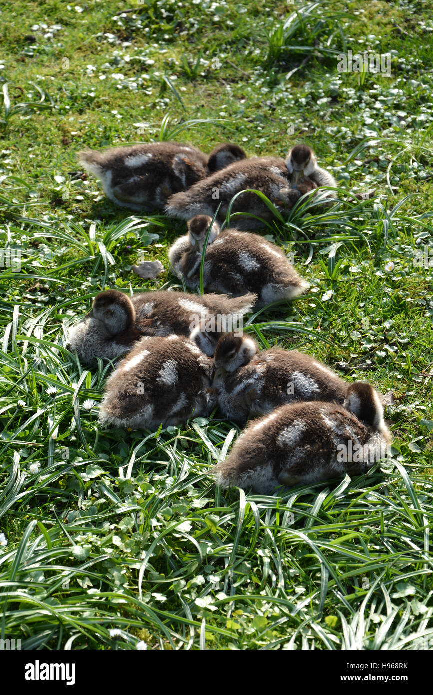 Wilde Gosling'' s kuscheln auf der Wiese Stockfoto