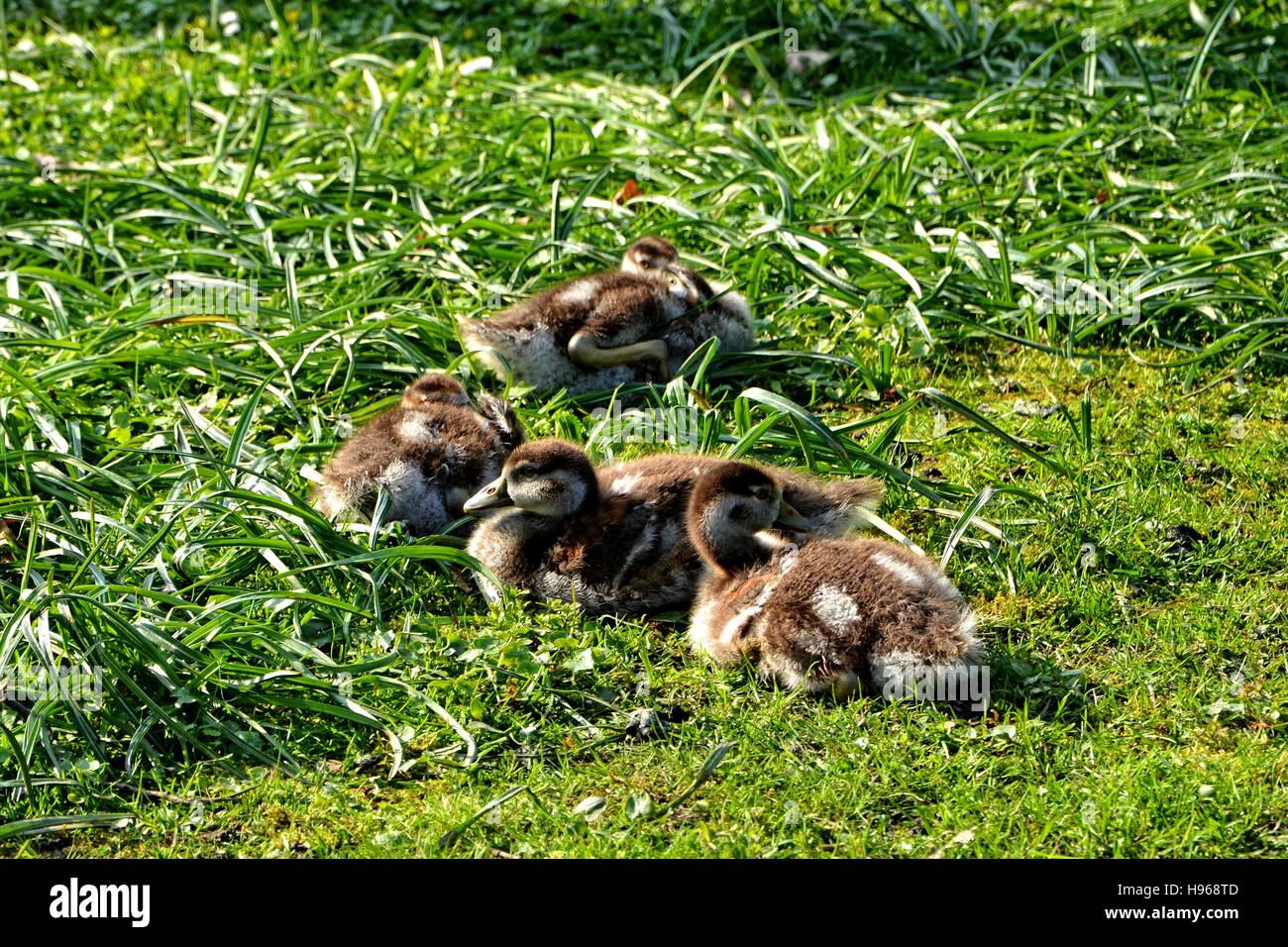 Wilde Gosling'' s kuscheln auf der Wiese Stockfoto