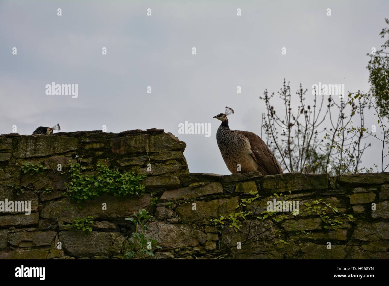 blau, grün, Stockfoto