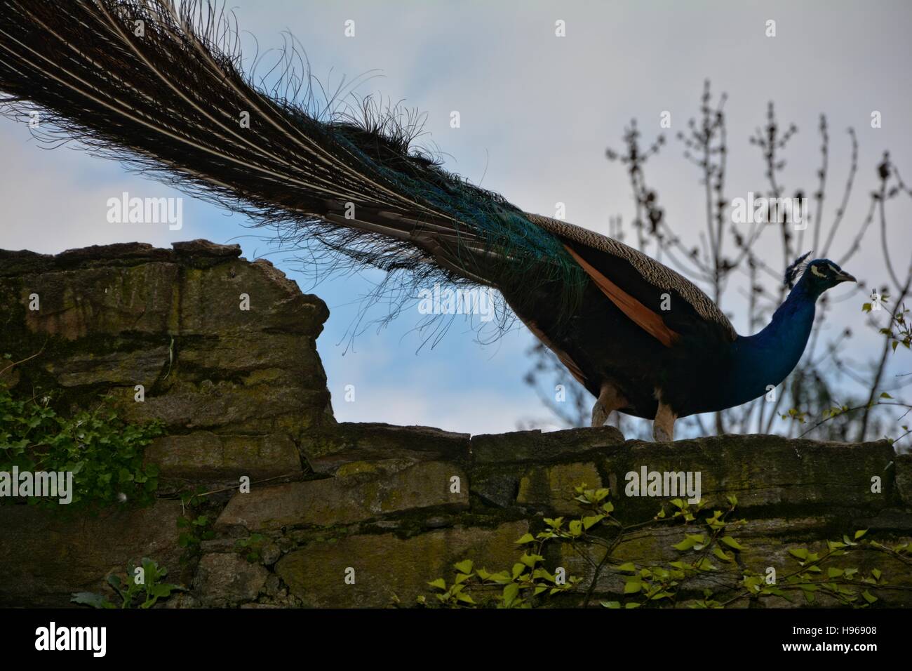 blau, grün, Stockfoto