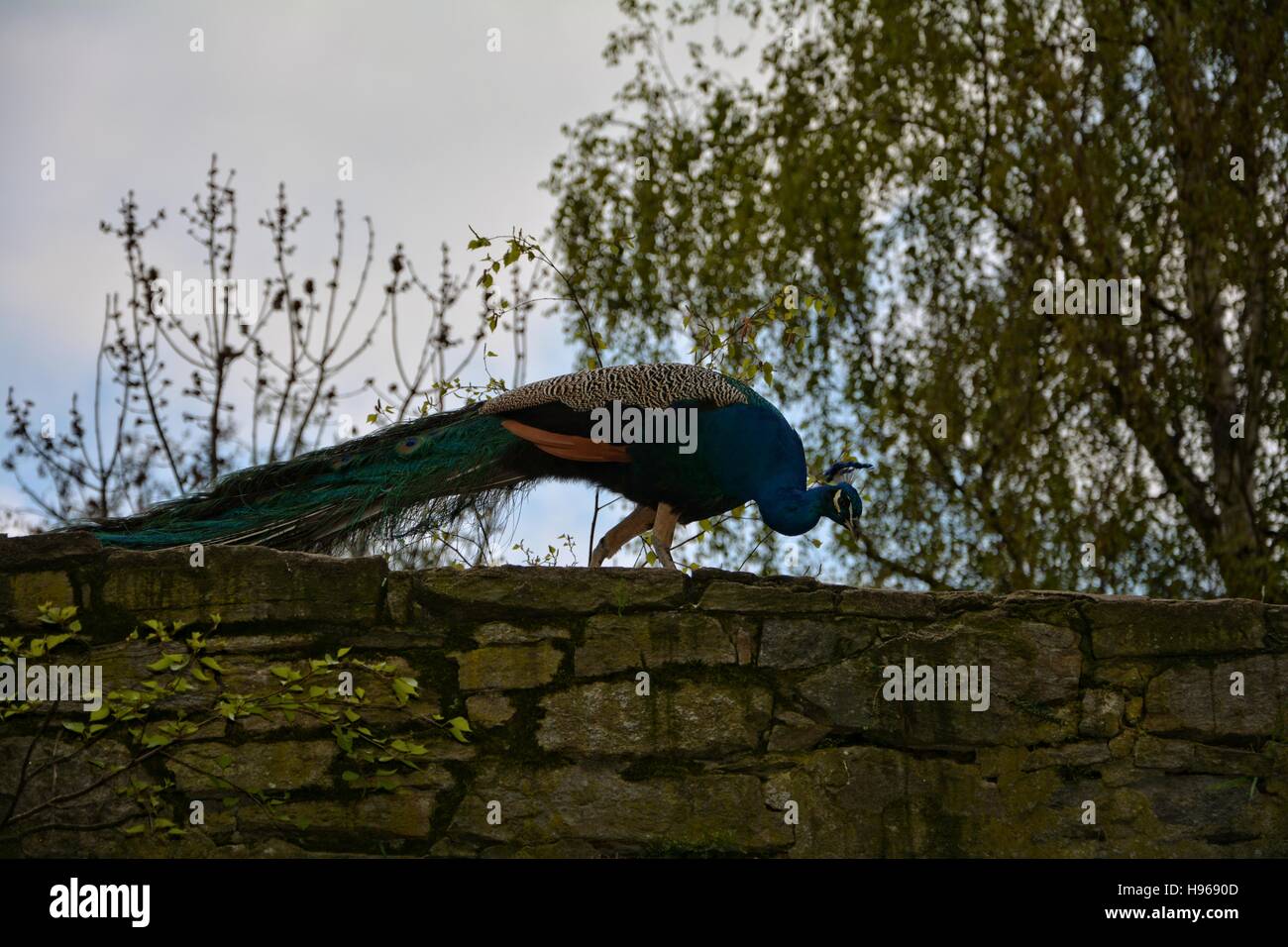 blau, grün, Stockfoto