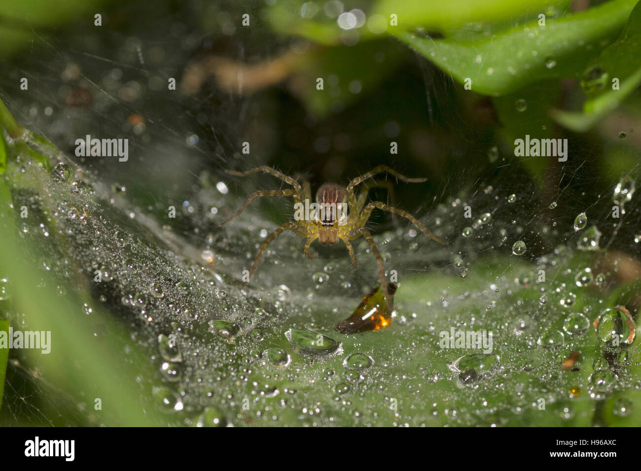 Web spider, pavana Trichter, Pune, Maharashtra, Indien Stockfoto