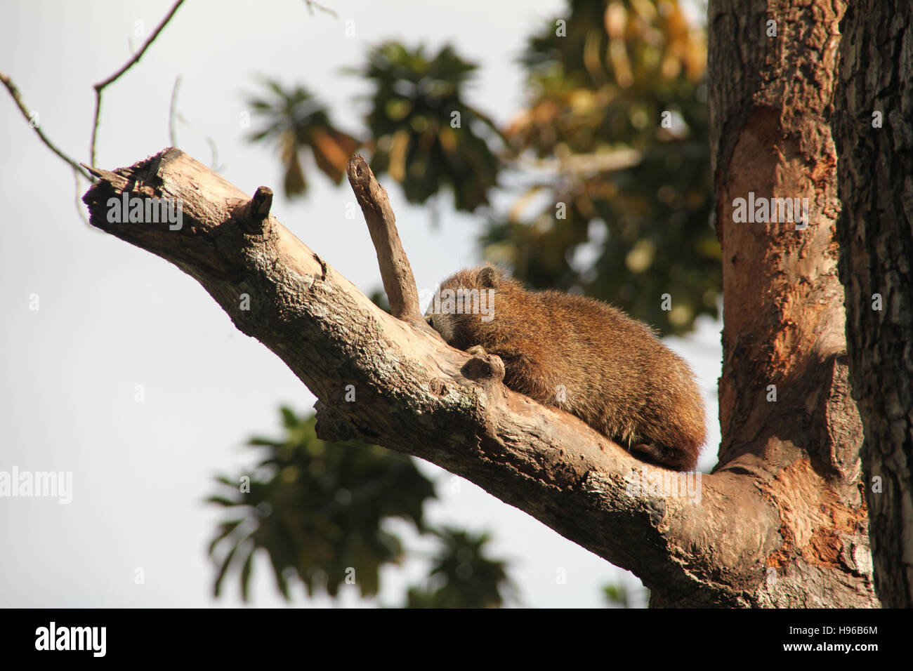 Ein Baumratte - Desmarest Baumratte (Capromys Pilorides), auch bekannt als die kubanischen Baumratte, sitzen in ihren Baum, Guama, Kuba, Karibik. Stockfoto