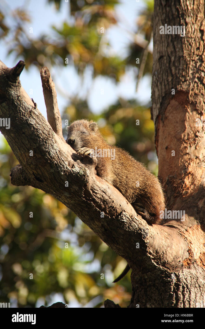 Ein Baumratte - Desmarest Baumratte (Capromys Pilorides), auch bekannt als die kubanischen Baumratte, sitzen in ihren Baum, Guama, Kuba, Karibik. Stockfoto