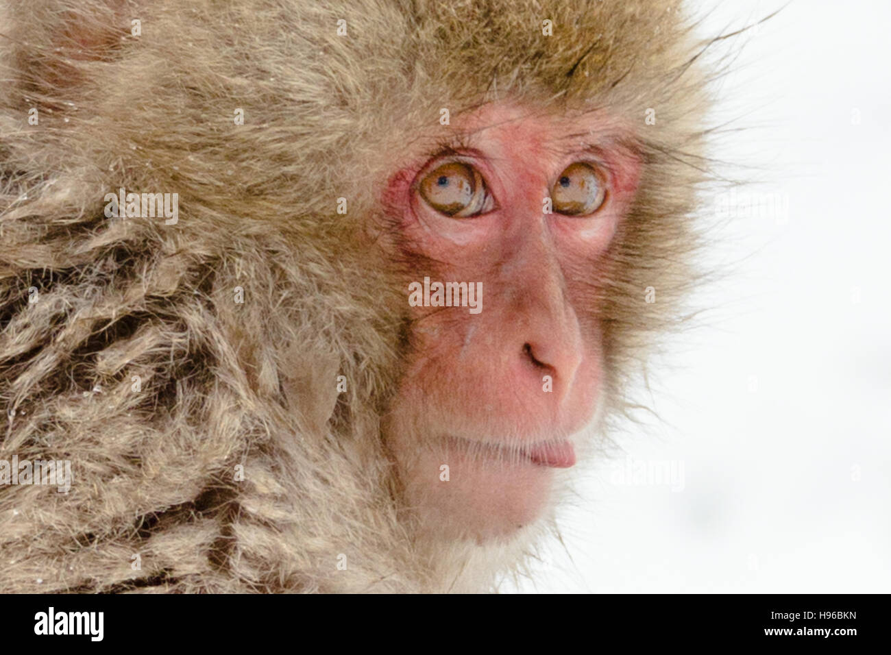 Die Nahaufnahme von einem jungen japanischen Makaken auch bekannt als der Schnee Affe in den verschneiten Hintergrund bei Jigokudani yaen-Koen, Nagano, Japan. Stockfoto